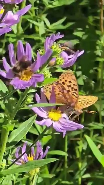 Hiking Mt. Adams #WashingtonState