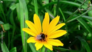 Bombus lucorum, white-tailed bumblebee, pollination, Doronicum orientale, Leopard's Bane