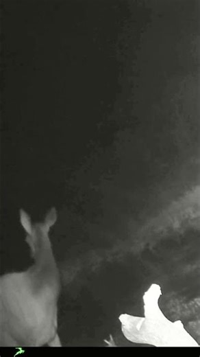 Cow Elk Drinking from Water Hole | Utah Trail Cam