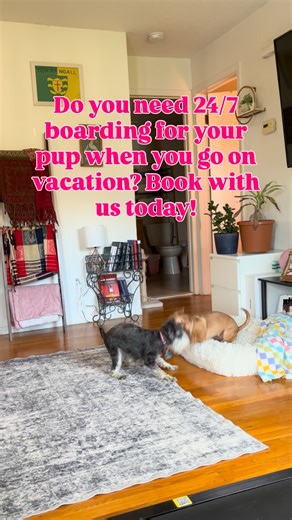 Pack your pup’s favorite toy — it’s sleepover time!  At Kate’s Canine Care, every boarding guest gets love, snuggles, and a home-away-from-home experience.  #BoardingWithLove #KatesCanineCare #DogSleepover #dogsofinstagram #dogwalker #petcare #dogs #petsitter #dogboarding #metuchennj #edisonnj #chihuahua #minischnauzer | Kate's Canine Care LLC | Facebook