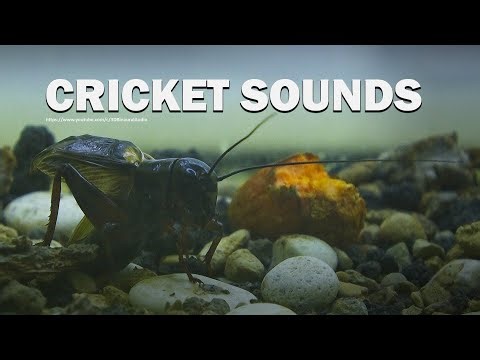 Cricket Sounds: 6 Hours 37 Minutes, Clean and HQ Audio