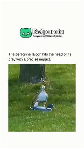 Fact | History | News | A dramatic wildlife encounter unfolded in a quiet suburban area recently, involving what appeared to be a high-speed attack by a peregrine... | Instagram
