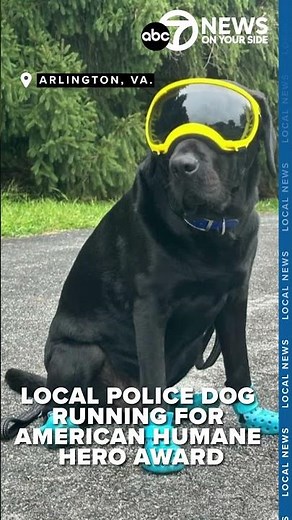 This police dog wants your vote for American Humane Hero Dog of the year