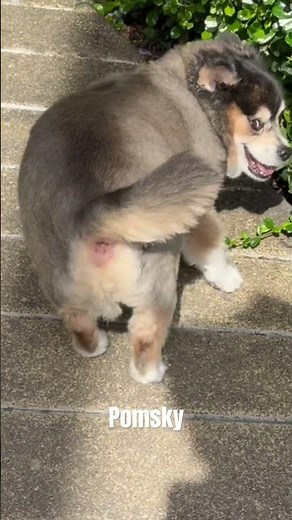 Pomeranian Husky