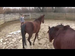 Secrets and solutions for working horses in freedom