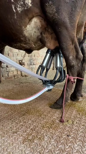 Homemade Milking Machine for Turkey Farming