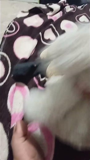 wuiri wuiri wuiri wui