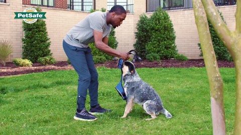 PetSafe EasySport Harness - Durable Padded Fabric, Adjustable Elastic Neckline, Rear-Leash Attachment & Nighttime Reflective Visibility - No Choke or Gag Secure Fit - Large - Apple Green