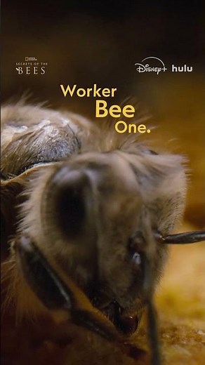 As spring rolls around, beehives buzz with life and start training new workers #SecretsOfTheBees