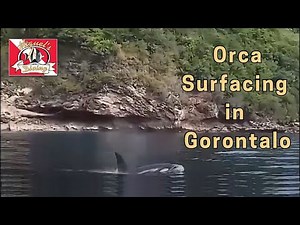 Orca Surfacing in Gorontalo, Indonesia | Orca Video