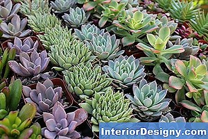 Tuin: Hoe Brunnera Te Vermeerderen - 2026 | Nl.Interior-Designy.com