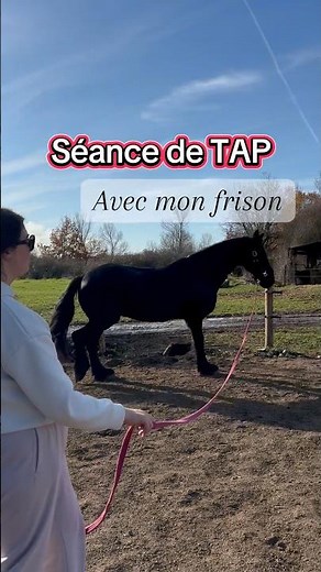 Séance de travail à pied avec mon frison #frison #horse #friesian #cheval #equestrian #dressage