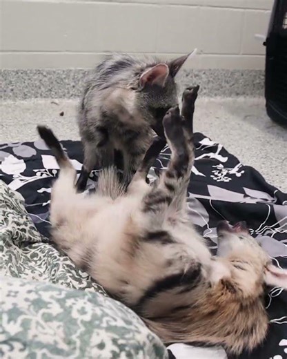 Aardwolf pups at Nashville Zoo