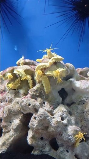 Institute of Oceanography, Nha Trang (part 1) #Beach #Fish #NhaTrang #travelling