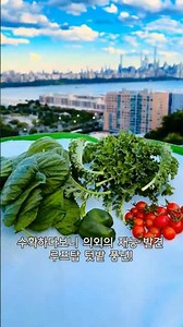 한달동안 수도세를 축낸 결과🌱🥒🍅 #옥상텃밭 사전조사 없이 질러버린 채소 모종들