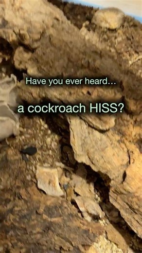 The Different Sounds of Hissing Cockroaches