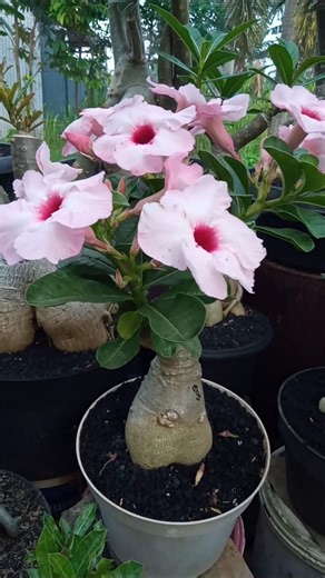 Don't water your Adenium too often to prevent the flowers from falling off.