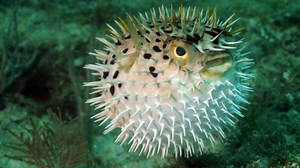 Animal Adaptation: Physical and Behavioral