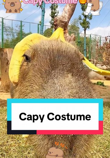 Capybara Costume Fun for Halloween