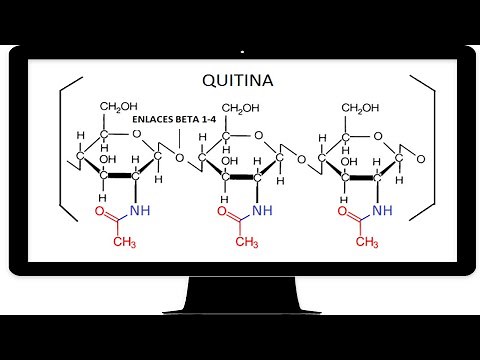¿QUÉ ES LA QUITINA? (NIVEL MEDIO SUPERIOR)