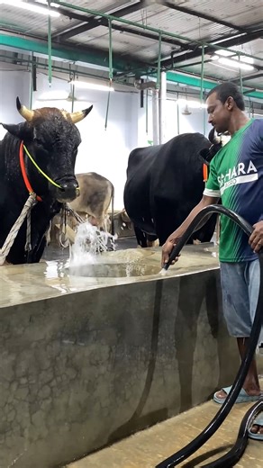 Cows are being given cold water to drink during the summer | Cattle Take Care