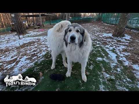 手袋鬼ごっこは卒業だけど手袋はリリーに渡したくないベルです Great Pyrenees グレートピレニーズ