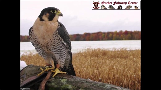 👉Le faucon le plus spectaculaire en piqué et l'animal le plus rapide au monde; faucon pèlerin en vol d'amont💥 Images; centre de fauconnerie. | Centre de Fauconnerie & Conservation des Oiseaux de proie