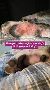 97 reactions · 62 shares | Whether your dog is a puppy or a senior, they can benefit from a daily multivitamin. These delicious chews will boost your pup’s overall health, with vitamins, minerals, omegas, probiotics and glucosamine to keep joints, immune system, skin and digestion healthy. Enjoy 20% off your first order with code: FBSHOP20 | Pet Honesty | Facebook