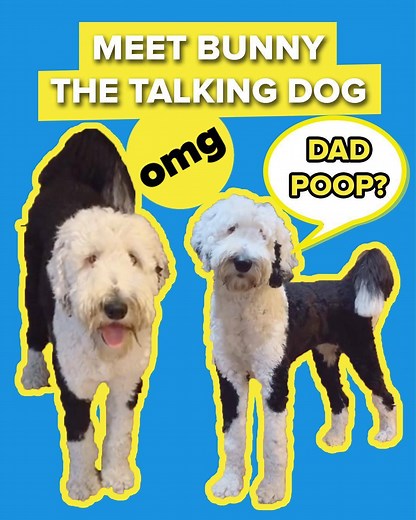 This dog has a lot to say! To hear more from Bunny checkout her Tik Tok (tiktok.com/@what_about_bunny) and Instagram( instagram.com/what_about_bunny/) | BuzzFeed Animals