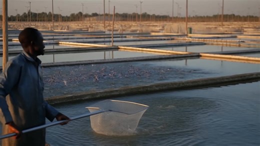 Fish is central to Ghana’s food system, providing about 60% of national animal protein intake. Yet Ghana still imports nearly 60% of its fish needs. In 2023 alone, fish imports reached over 63,000 metric tonnes, costing more than US$200 million. A Blue Economy Aquaculture Park is designed to reverse this trend by scaling sustainable aquaculture across the Volta Lake and coastal zones. With a 1,000 km navigable inland waterway, the Volta Lake offers the scale needed for cage farming, feed product