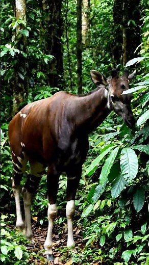 The Okapi: The Rare Forest Giraffe of the Congo 🌿🦓🦒