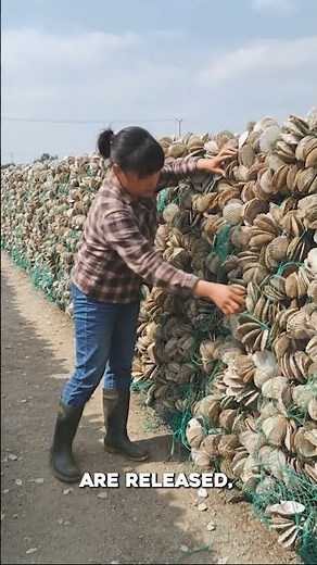 How Oysters Are Farmed: The Real Grow-Out Process
