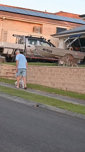 6.6K views · 56 reactions | Nice man interacting with kangaroos | Animal interaction | Facebook