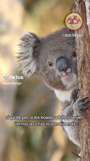 ¿Cómo nacen y cuánto viven los koalas?