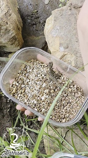 24K views · 286 reactions | Releasing the only surviving egg from stapylton.. a lone baby water dragon | Harrison's Gold Coast and Brisbane Snake Catcher | Facebook