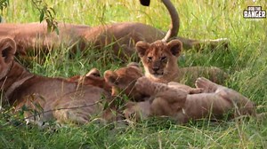 Lion Cubs’ Play Offers Clues to Predator Growth
