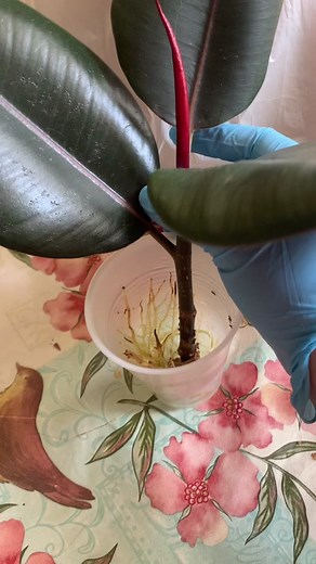 Quick repot of 2 of my cuttings of Ficus Elastica Burgundy 🪴 #repot #repotting #houseplants #ficus #ficusburgundy #cuttings #waterpropagation #leca #lecalover #semihydroponics #semihydro #foryoupage #plants
