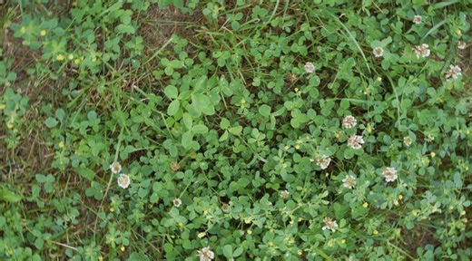 How to Plant a Clover Lawn, and Why You Should Jump on this Trend