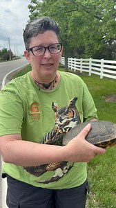 58K views · 781 reactions | TURTLE PSA!!  | Greene County Parks & Trails | Facebook