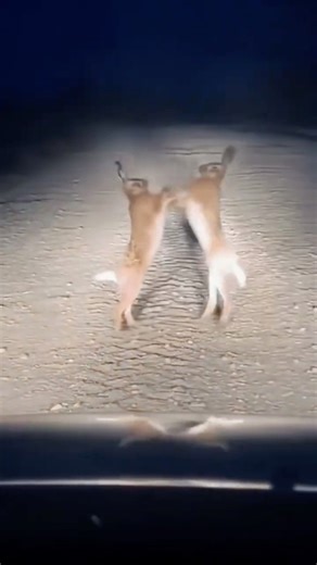 Top 5 Rabbit Fails & Funniest Moments! #shorts #viral #rabbit