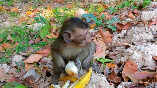 Blaze eats banana so much | Wildlife Idol