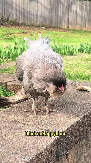 good morning GROWL 😤 #rooster #goodmorning #chickens #funny #chickensoftiktok #thursdayvibes #chickenhappyhour