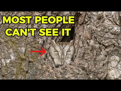 Lesson from Nature: THE OWL THAT REFUSES TO BE SEEN