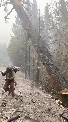 The logger removes dead trees #giant #satisfying #tree #oddlysatisfying #fyp | Agriculture &Tree-cutting