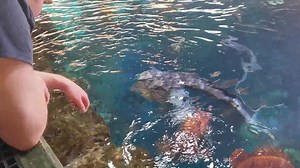4.5K views · 249 reactions | Tactile experiences act as a form of enrichment for the wolf eels residing in our Passages of the Deep. Following a feeding session, the wolf eels ascend to a ledge where a trained aquarist gently touches and examines them. These sessions allow the aquarist to check for any superficial abrasions or abnormal behavior, ensuring the eels are in their prime and properly a-slime. | Oregon Coast Aquarium | Facebook