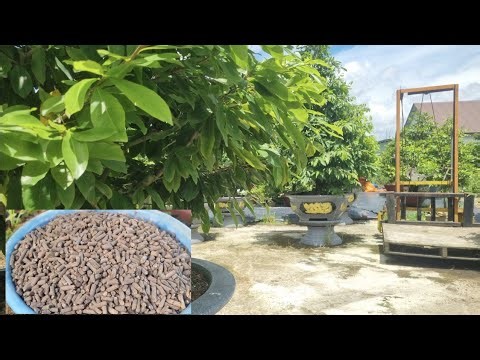 14/8 Lunar calendar: Second regular fertilization and care for yellow apricot in mid-August lunar...