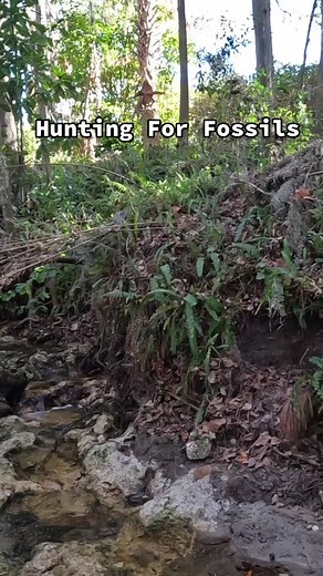 Finding fossils in this old creek bed! #megalodon #shark #fossils #paleontology #archeology #treasure #treasurehunt #nature #creek #native #nativeamerican #artifact #spear #arrowhead #ancient #indigenous #indigenoustiktok #nativetiktok