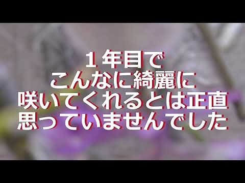 デンドロビウム・ポリアンサム（プリムリナム）の紹介～ 下垂系のモフモフ花～ しっかりと太めのバルブが下垂して花を付けます～ デンドロじじいの洋ラン万年初心者 053