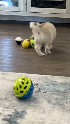 Playful Alaskan Klee Kai puppy