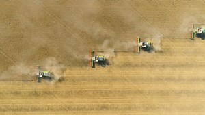 Top down view of Harvester machines working in wheat field . Combine agriculture machine harvesting golden ripe wheat field.